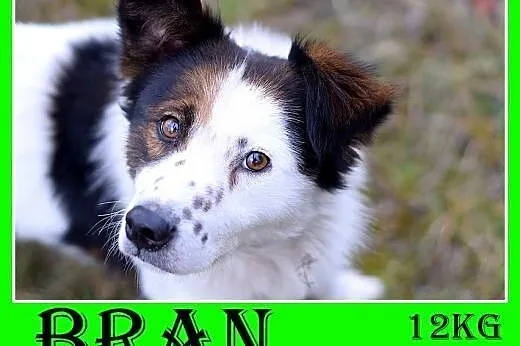 12kg,średni,wesoły,przyjazny piesek BRAN.Adopcja, 