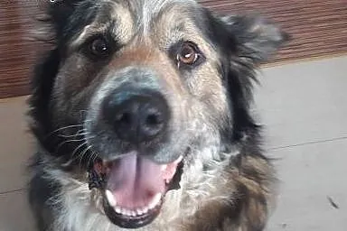 Bryś do adopcji,  mazowieckie Mińsk Mazowiecki