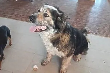 Bryś do adopcji,  mazowieckie Mińsk Mazowiecki