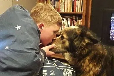 Bryś do adopcji,  mazowieckie Mińsk Mazowiecki
