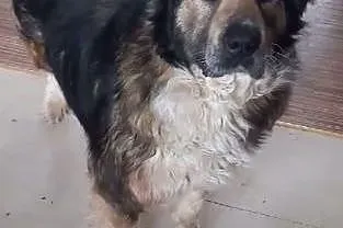 Bryś do adopcji,  mazowieckie Mińsk Mazowiecki