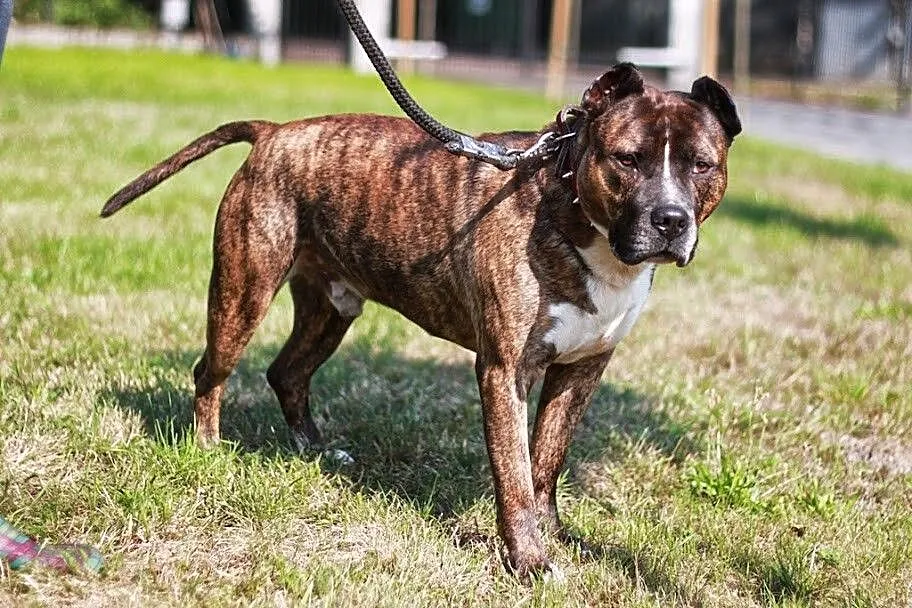 Axel energiczny, łagodny amstaff ADOPCJA