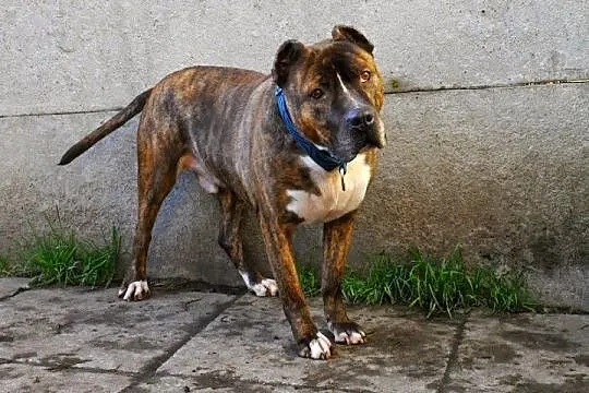 Axel energiczny, łagodny amstaff ADOPCJA