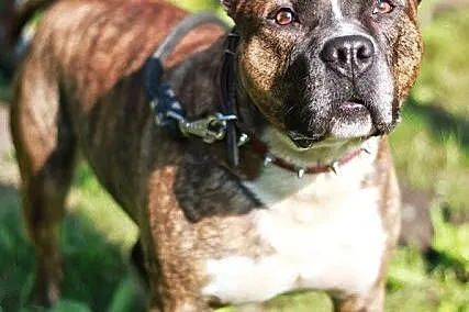 Axel energiczny, łagodny amstaff ADOPCJA