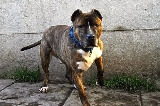 Axel energiczny, łagodny amstaff ADOPCJA