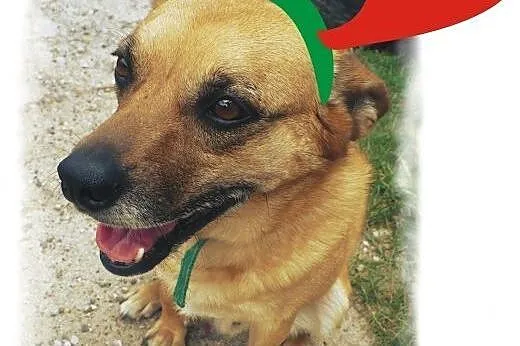 Wedel - sympatyczny rudzielec od zaraz do adopcji,