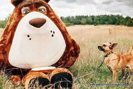 Wedel - sympatyczny rudzielec od zaraz do adopcji,