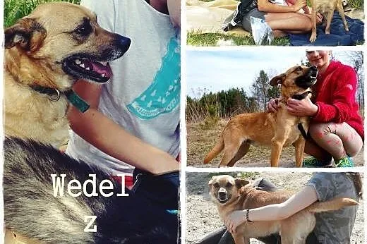 Wedel - sympatyczny rudzielec od zaraz do adopcji,