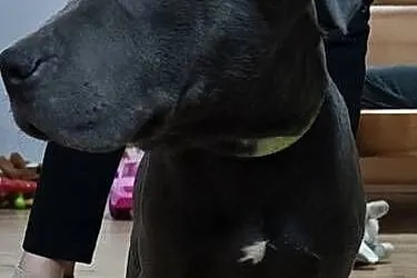 Suka amstaff gotowa do odbioru