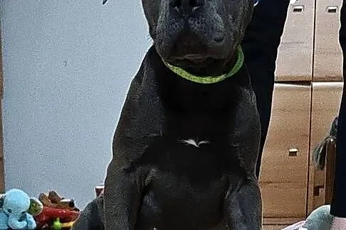 Suka amstaff gotowa do odbioru, Łódzkie, Radomsko