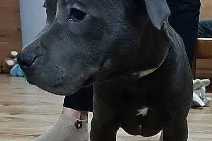 Suka amstaff gotowa do odbioru, Łódzkie, Radomsko