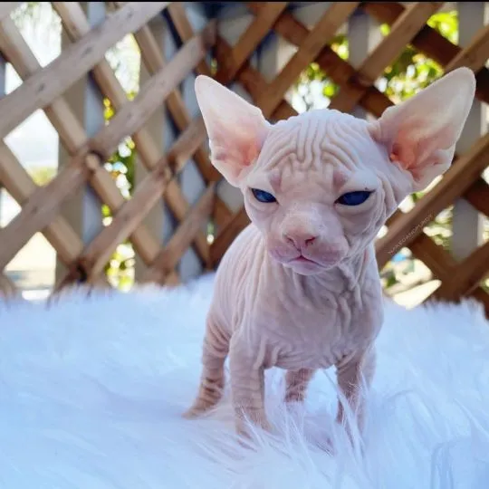 niesamowity Kocięta rasy Sphynx. whatsapp +48782076170