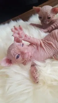 niesamowity Kocięta rasy Sphynx. whatsapp +48782076170, , Lawrowa
