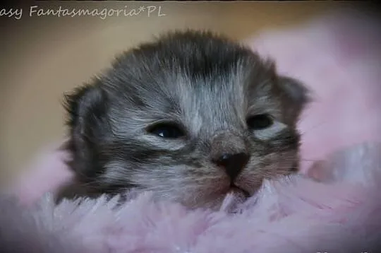SREBRNE syberyjskie kocięta hodowla Fantasmagoria*
