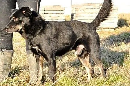 TANGO-wspaniały, dorodny, młody, wesoły pies szuka