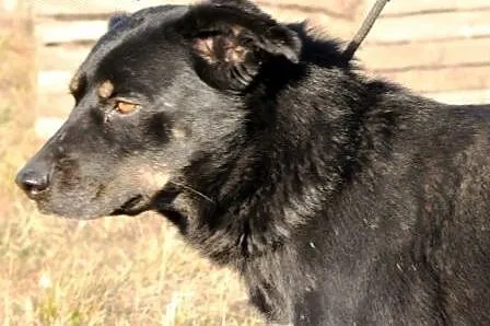 TANGO-wspaniały, dorodny, młody, wesoły pies szuka
