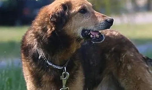 Łagodny Laner poleca się do adopcji, mazowieckie