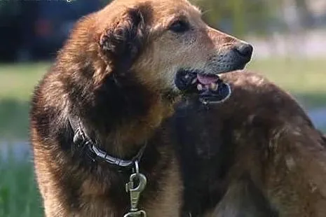 Łagodny Laner poleca się do adopcji,  mazowieckie 
