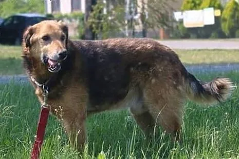 Łagodny Laner poleca się do adopcji,  mazowieckie 
