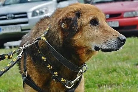 Łagodny Laner poleca się do adopcji,  mazowieckie 