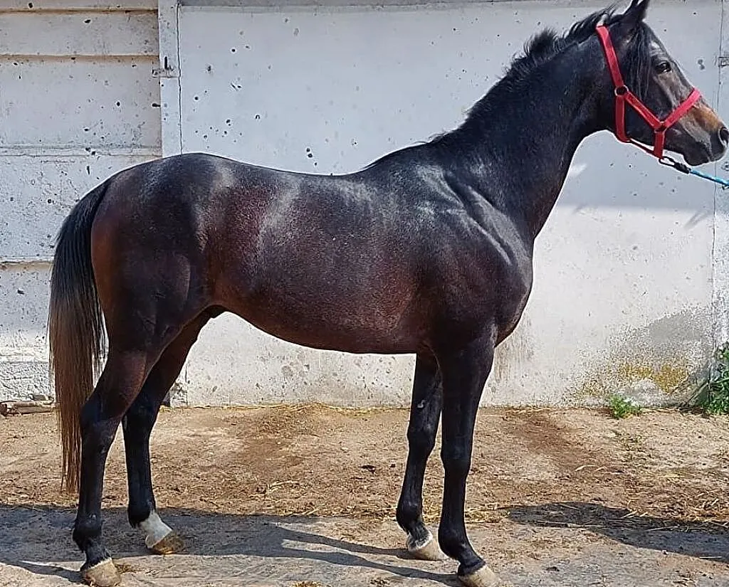 BALU SKW D grupa klacz rekreacja, ,