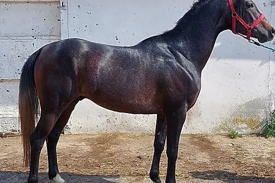 BALU SKW D grupa klacz rekreacja, , 