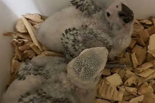 Żako Psittacus erithacus
