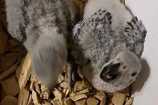 Żako Psittacus erithacus, Wielkopolskie, Poznań