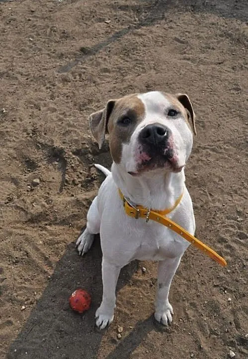 PUDER mix amstaffa do adopcji , wielkopolskie Poz