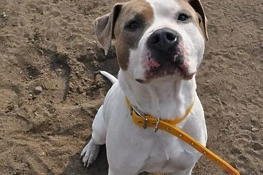 PUDER mix amstaffa do adopcji ,  wielkopolskie Poz
