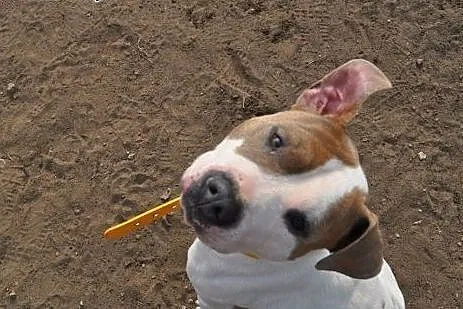 PUDER mix amstaffa do adopcji ,  wielkopolskie Poz
