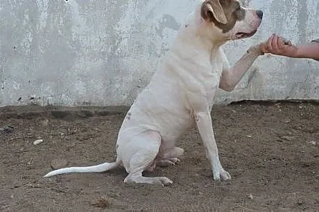 PUDER mix amstaffa do adopcji ,  wielkopolskie Poz