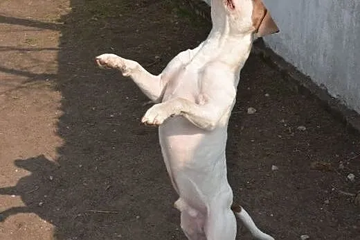 PUDER mix amstaffa do adopcji ,  wielkopolskie Poz