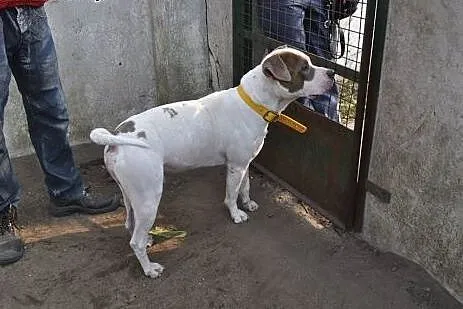 PUDER mix amstaffa do adopcji ,  wielkopolskie Poz