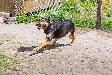 Manuel , bardzo fajny dwuletni psiak,  kujawsko-po
