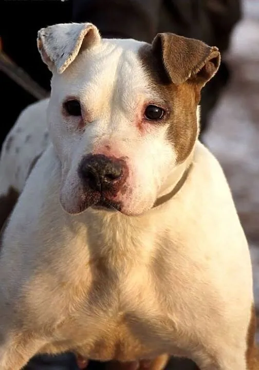Sati w typie bull szuka domu na jesień życia, Ams