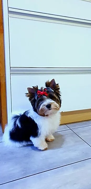 Piesek Biewer York chlopak Yorki 4 miesiace, Śląskie, Orzesze