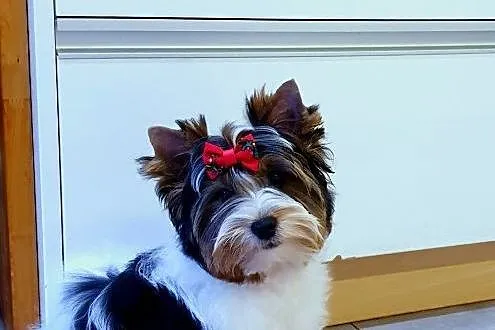 Piesek Biewer York chlopak Yorki 4 miesiace, Śląskie, Orzesze