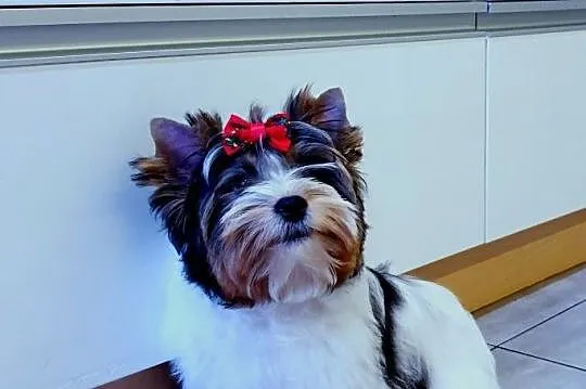Piesek Biewer York chlopak Yorki 4 miesiace, Śląskie, Orzesze