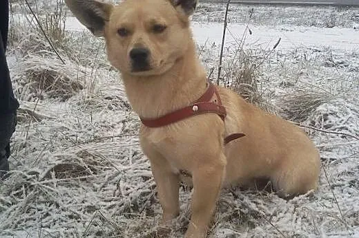 Wafel malutki i przyjazny   ,  mazowieckie Warszaw