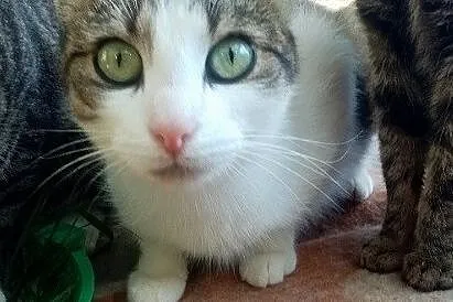 Panna Migotka, ciekawska kotka z wielkimi oczami, Olsztyn