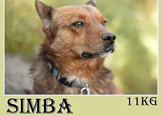 11kg,łagodny,wesoły,towarzyski piesek SIMBA,krótki