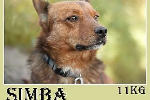11kg,łagodny,wesoły,towarzyski piesek SIMBA,krótki