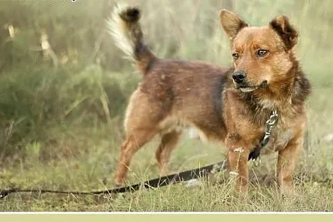 11kg,łagodny,wesoły,towarzyski piesek SIMBA,krótki
