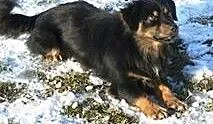 Dixi-młodziutki puchaty czarnulek - wesoła iskiere