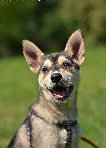 Bajka uroczy szczeniak w typie husky do adopcji. ,