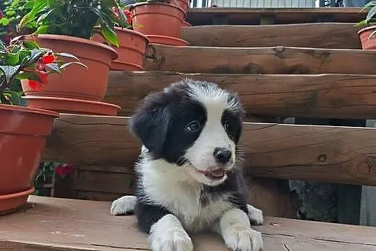 Suczka Border collie czarno-biała z rodowodem z domowej hodowli