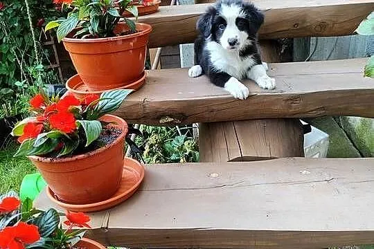 Suczka Border collie czarno-biała z rodowodem z domowej hodowli, Podkarpackie, Rymanów