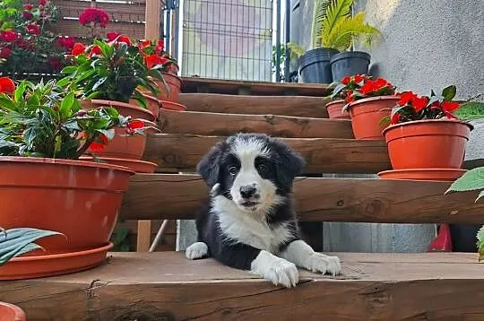 Suczka Border collie czarno-biała z rodowodem z domowej hodowli, Podkarpackie, Rymanów