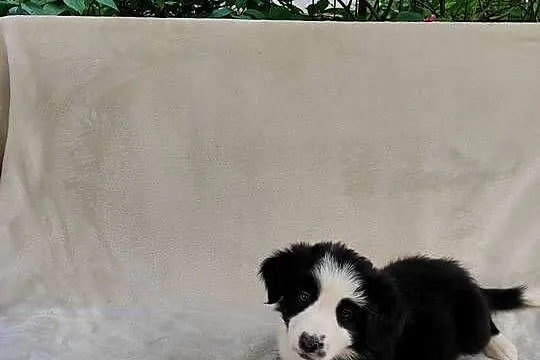 Suczka Border collie czarno-biała z rodowodem z domowej hodowli, Podkarpackie, Rymanów